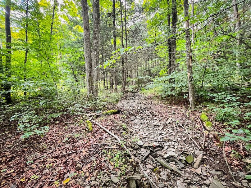 Chemung_60.55_Baumunk_Photos_17