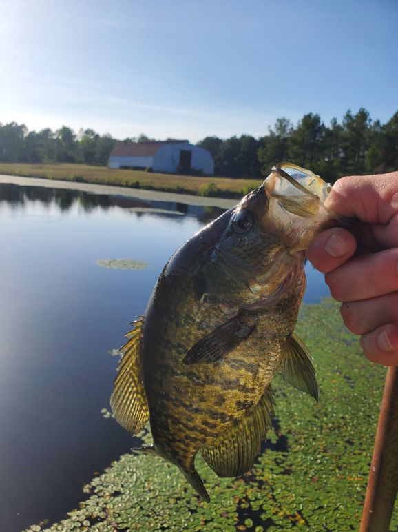 24 Upshur Co 603 ac Weise