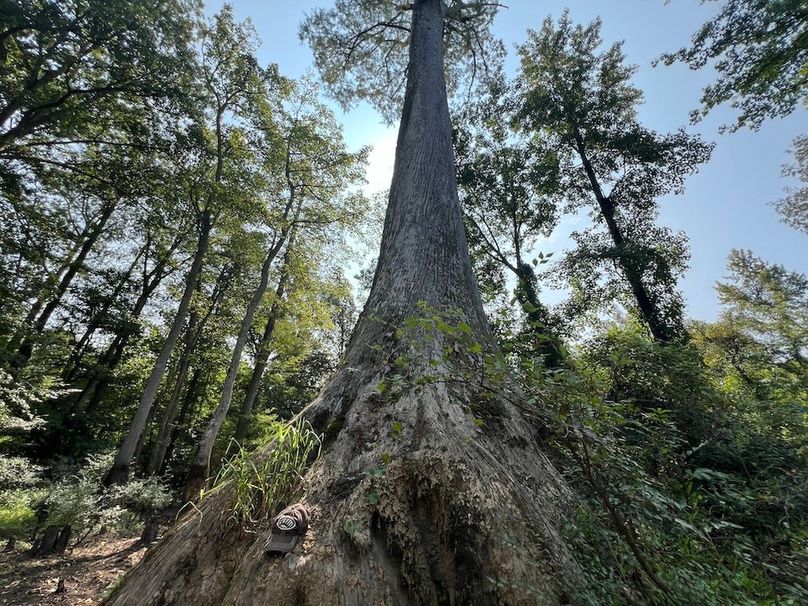 Massive Cypress(1)