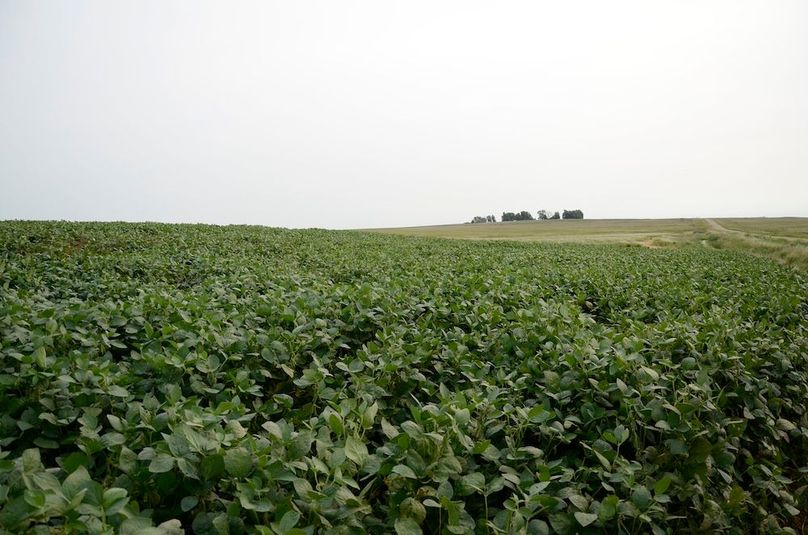 29. summer beans