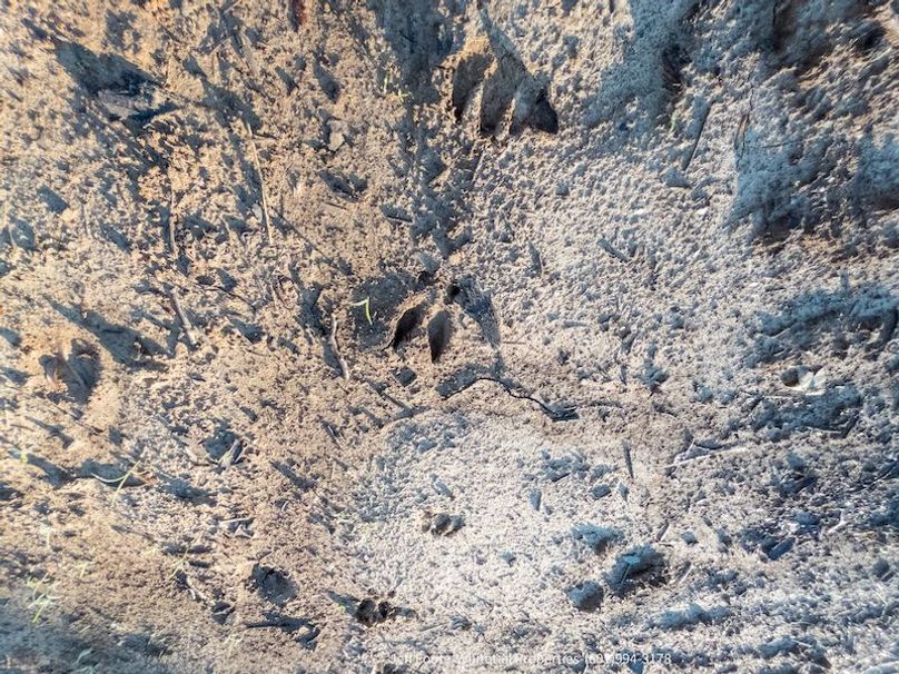 Claiborne Co-151-Geronimo-18