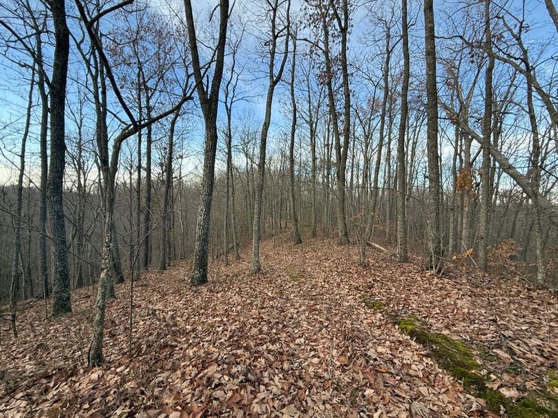 020 one of the hardwood ridges near the north boundary