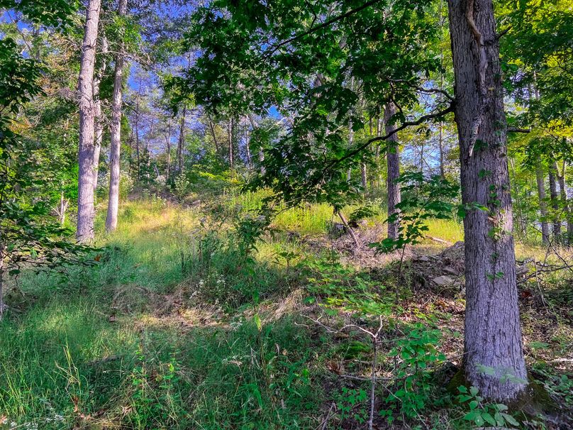 Calhoun, WV 101.8 AC Holly -27