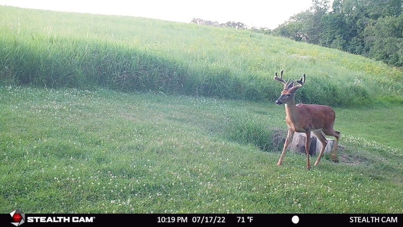 Young Buck in Velvet 2 July 2022