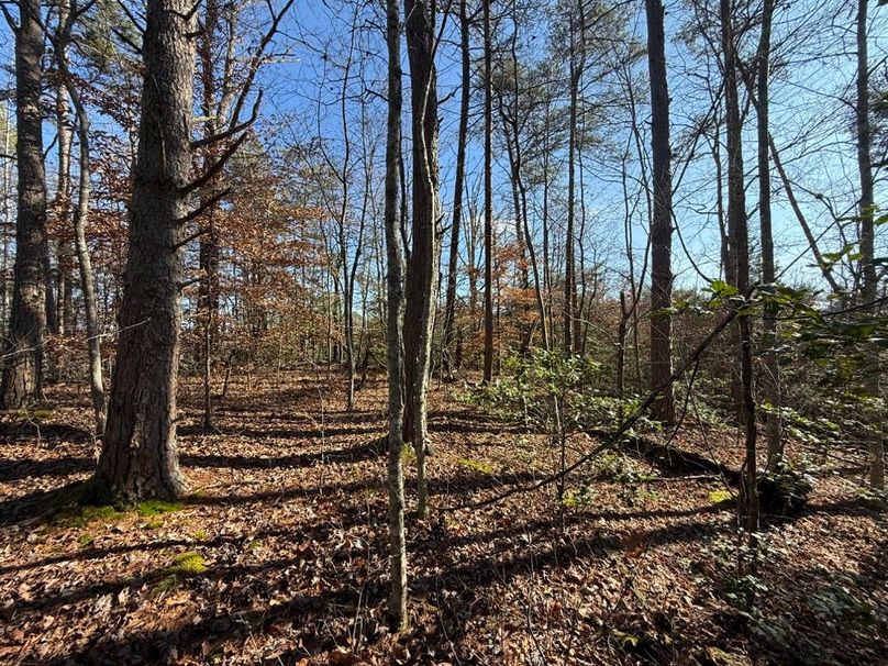 007 another perfect spot for a cabin in the woods