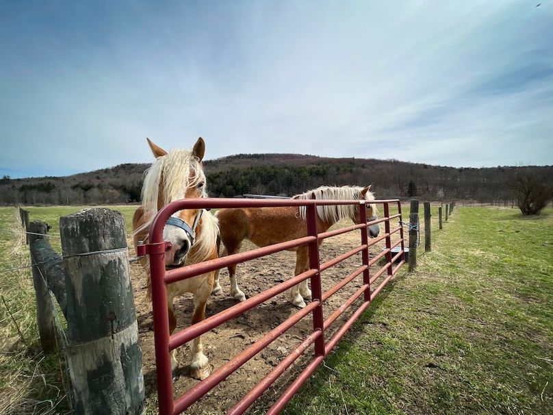 Tioga__NY_109.7_Burris_Photos_119