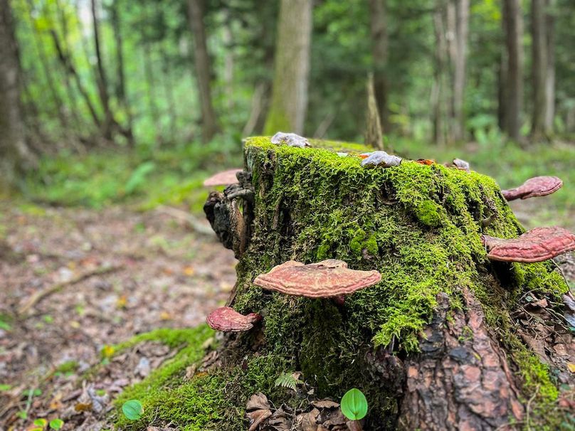 Chemung_60.55_Baumunk_Photos_27