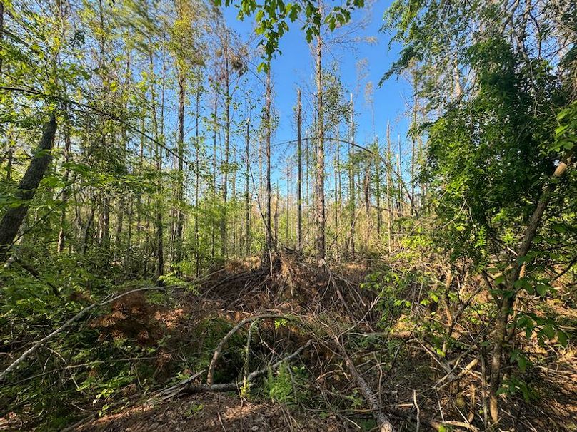 Tallahatchie 44 Newman (Crowden) Wide-21