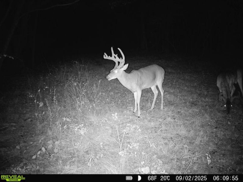 Clay 374.13 Trail Cam Photo-2