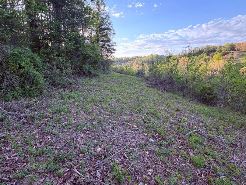 020 Long narrow opening leading to the back of the property that screams the perfect food plot-2