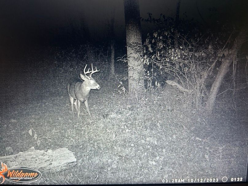 Deer pic 2