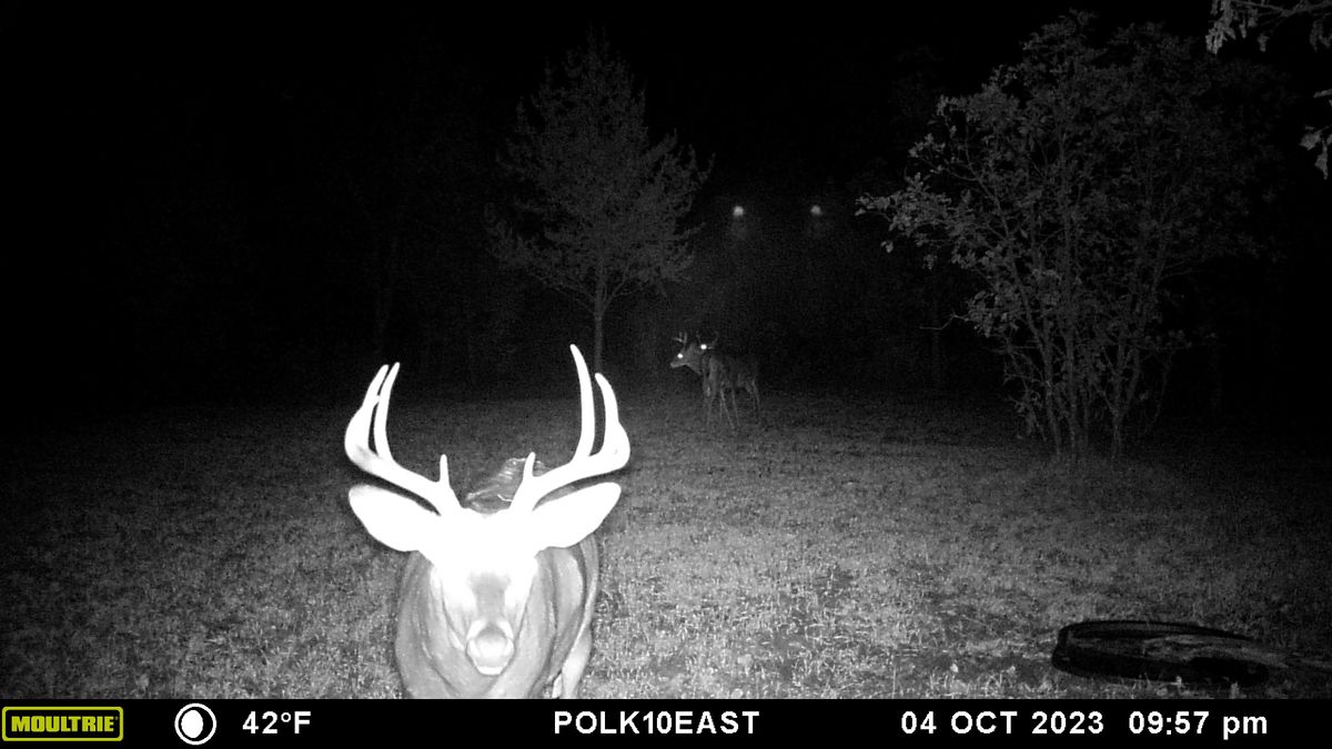 Small Wooded Parcel In Wisconsin Whitetail Properties