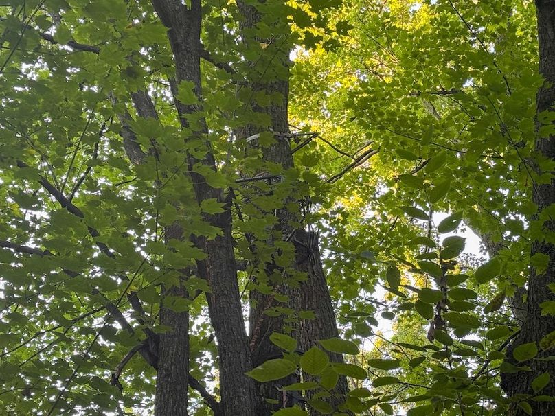 Pantzke Ground Photos-16