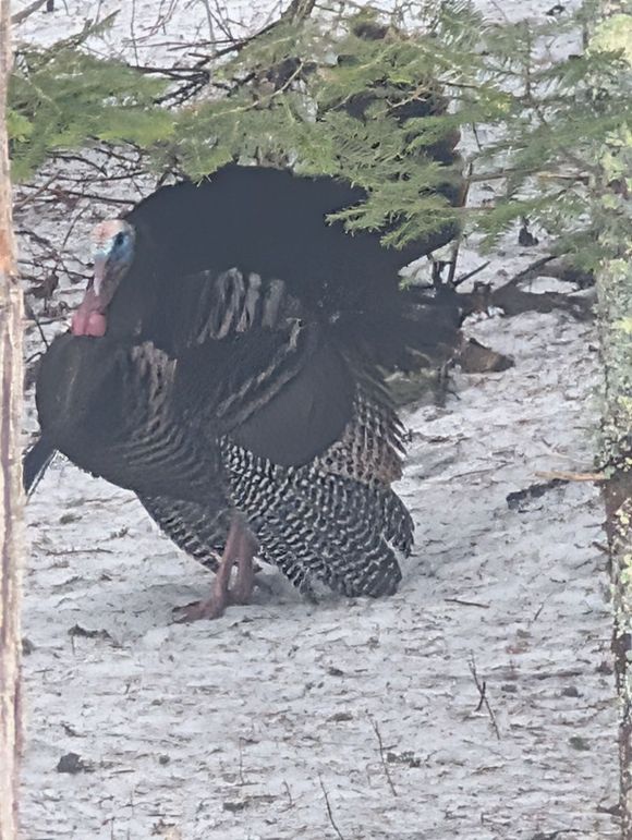 Turkey