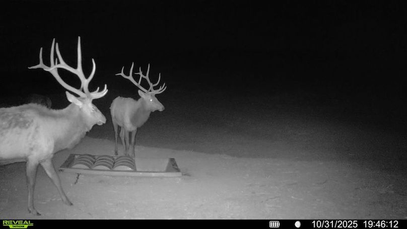 016578003984348-93-3-10312025194612-V-SYFW01409