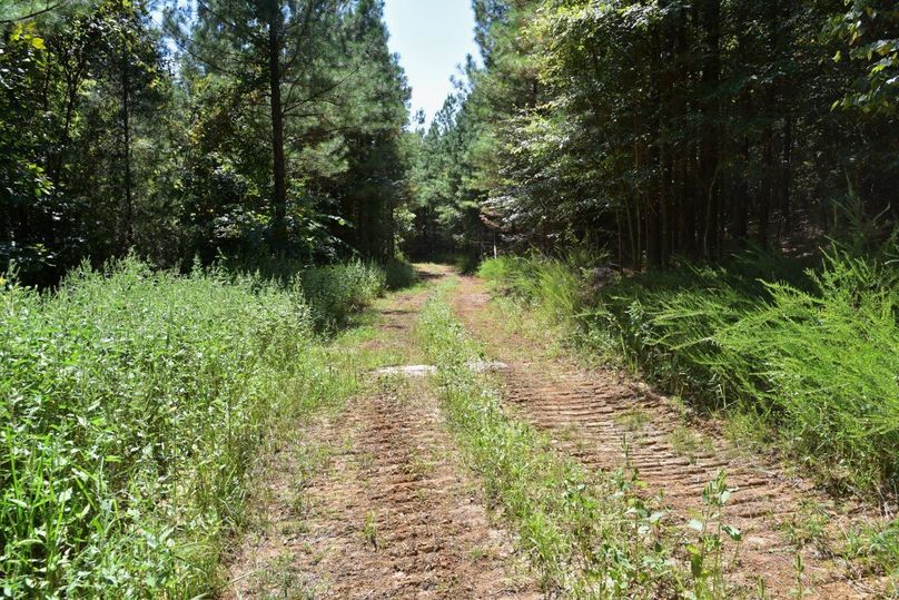 Diverse Hunting Tract For Sale In Western KY Whitetail Properties