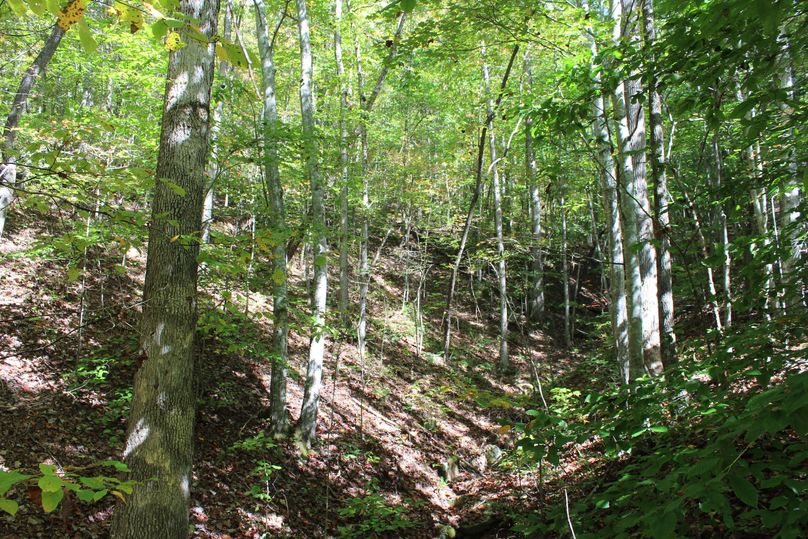 016 forested east facing slope near the middle of the property