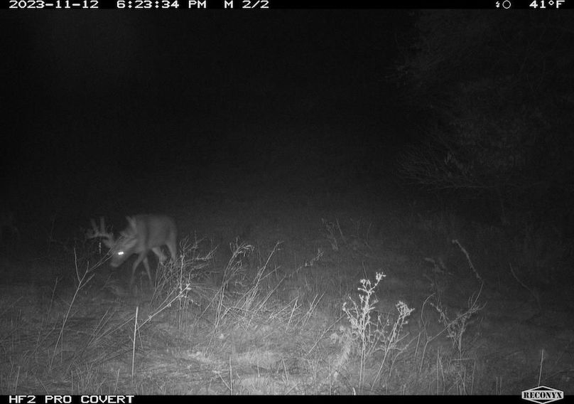 Copy of deer photos.177