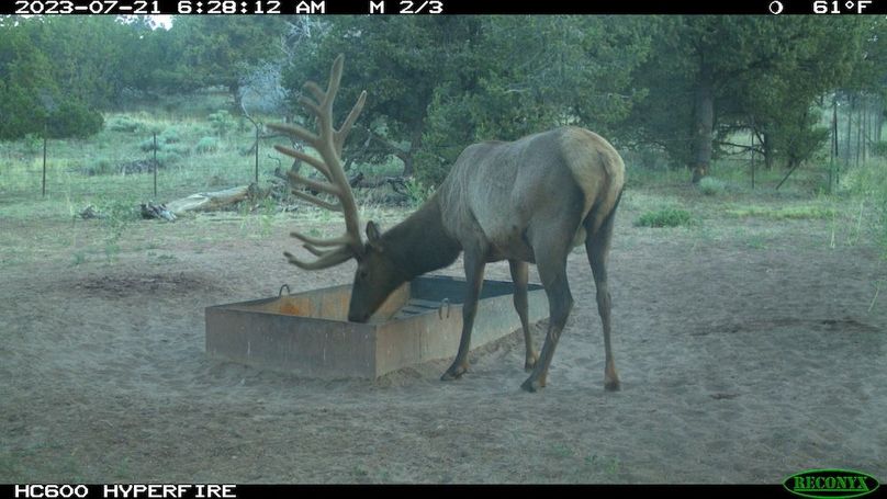 26 elk