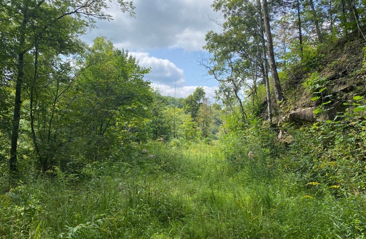 001 view from a midlevel bench and old road in the west portion of the property