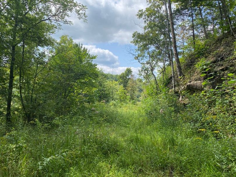 001 view from a midlevel bench and old road in the west portion of the property