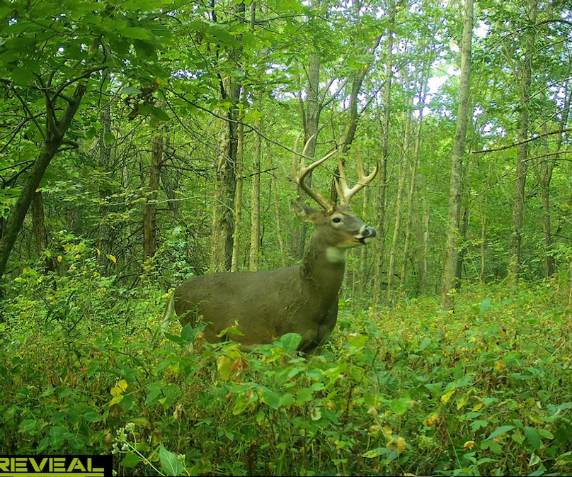 Screenshot 2025-06-24 at 9.31.49 PM