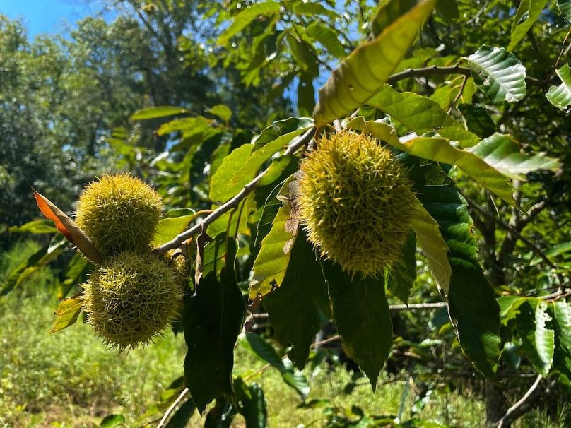 Chestnut Burrs 2