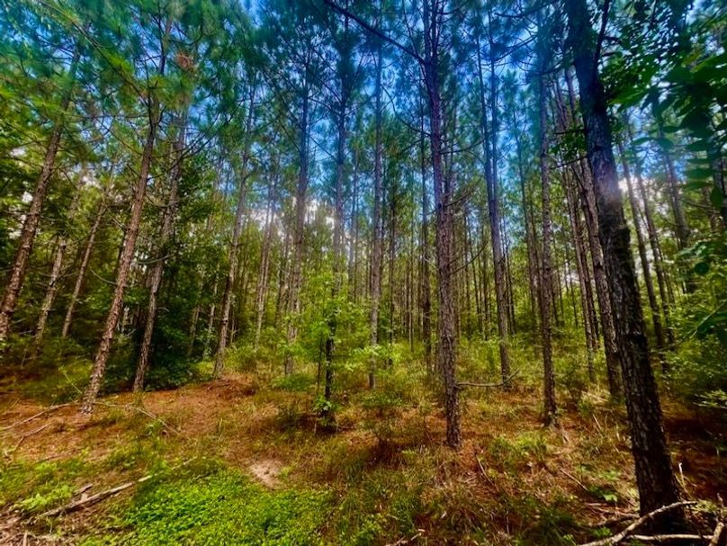 7D19EC2B-9C89-43F7-A2E5-2A0BAFE83500_1_105_c