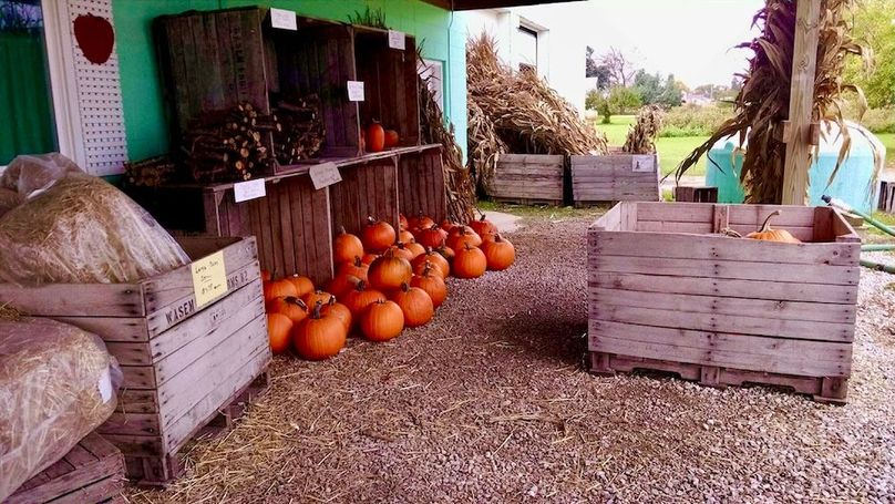 Pumpkin
