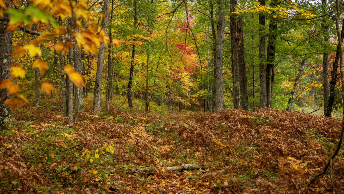 West Michigan Hunting Camp Adjacent To Manistee National Forest