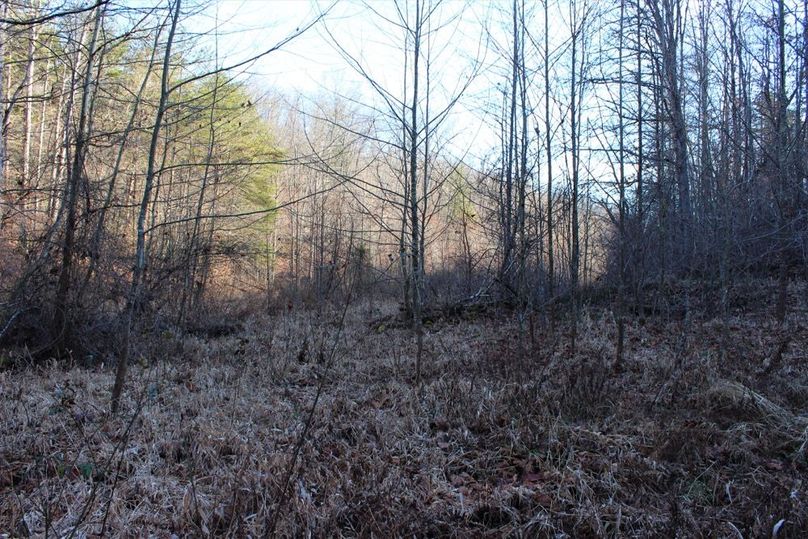 033 overgrown field in the valley near the north portion of the property