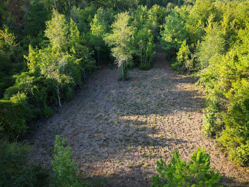 43.5 Acres San Augustine 009