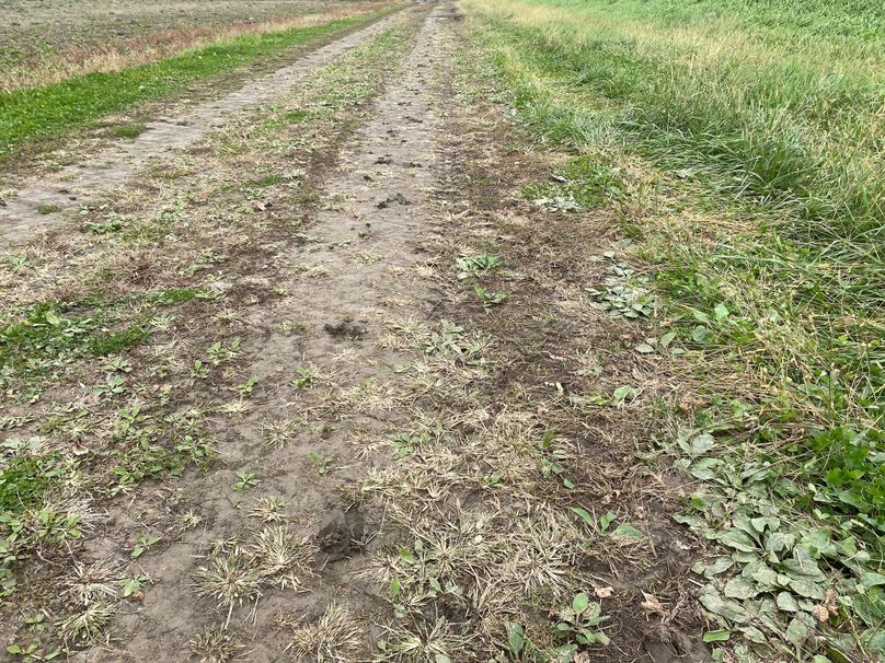 pics from late 2021 and early 2022. New plots being planted in Aug 2023 for new pics (85)