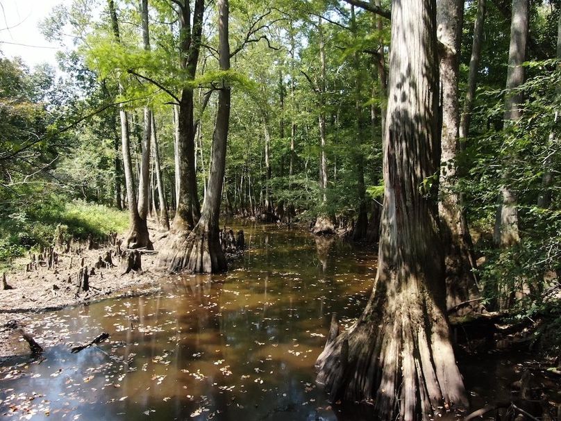 Cypress Slough