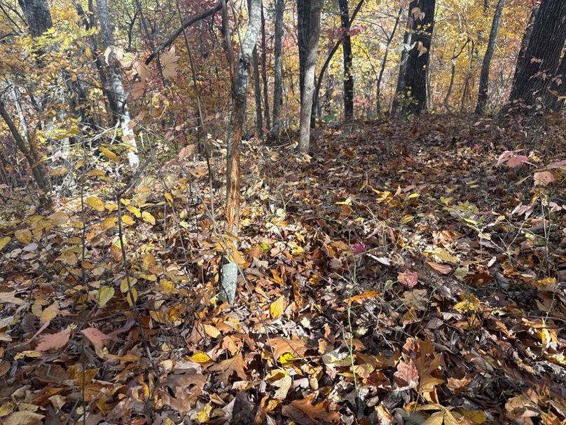 009 Abudant Signs Deer and Whitetail Rubs