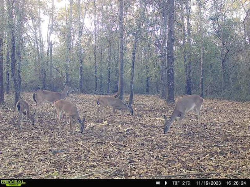 New Trail Cam 3