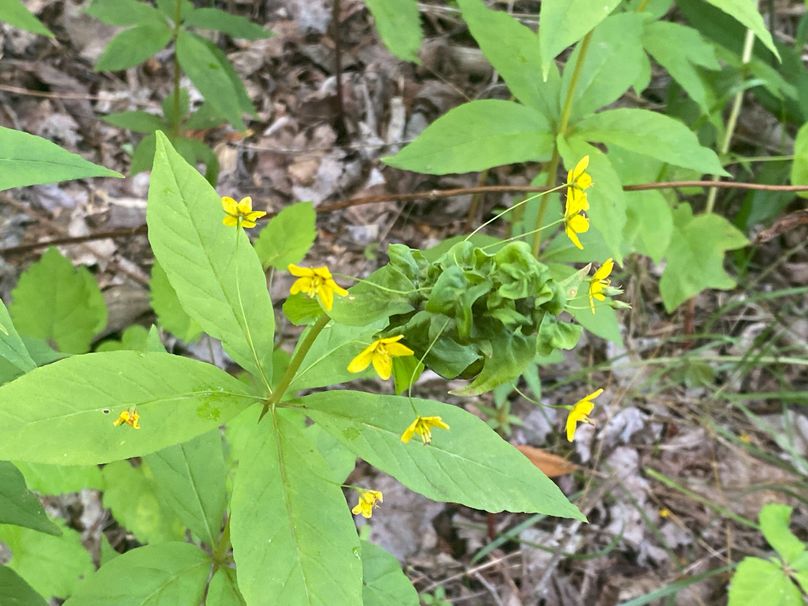 Swain 39 Tysinger-28