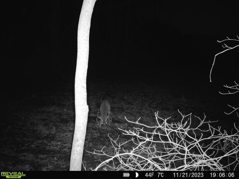 trail cam and harvest13