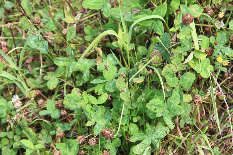 023 closeup of some white clover thriving in the back valley of the old field growth