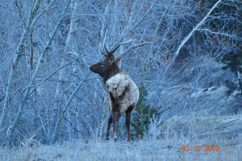 BullElk2019-SceneMode