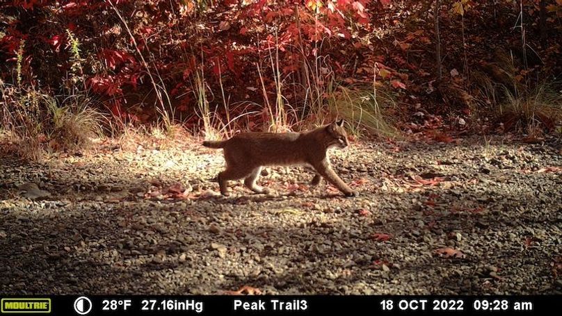 Bobcat trail cam