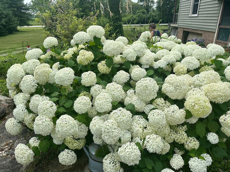 10 Hydrangea