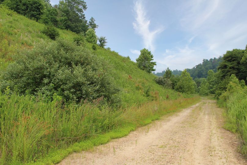 001 beautiful transition from timber to old growth field near the middle of the property