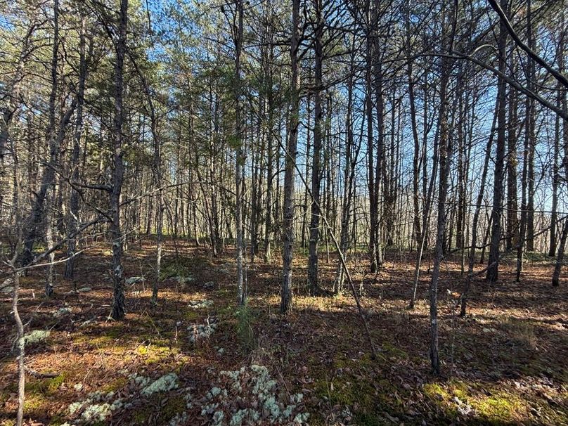 004 some of the abundant flat usable and buildable land in the north part of the property