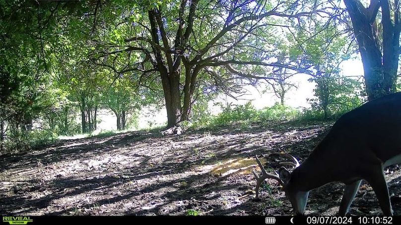 Trail Cam 8