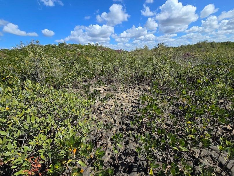 17.17ac, Citrus, Josiah Ronco04