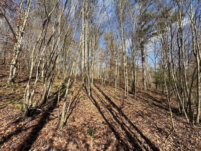 007 the initial view as you head into the property along the south boundary