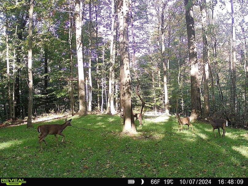 Trail Cam.2