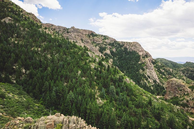 Teller Co 243.32 Kief - 023 Lush Pine Forest