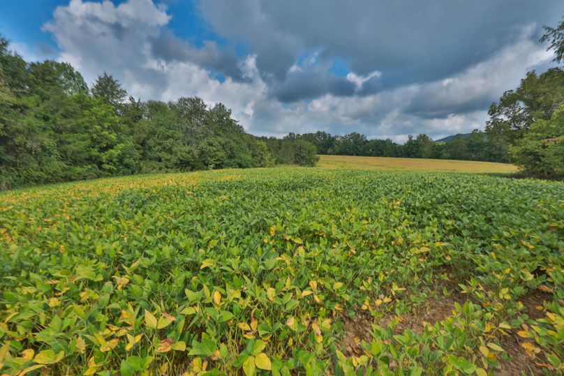 010 beans behind barn